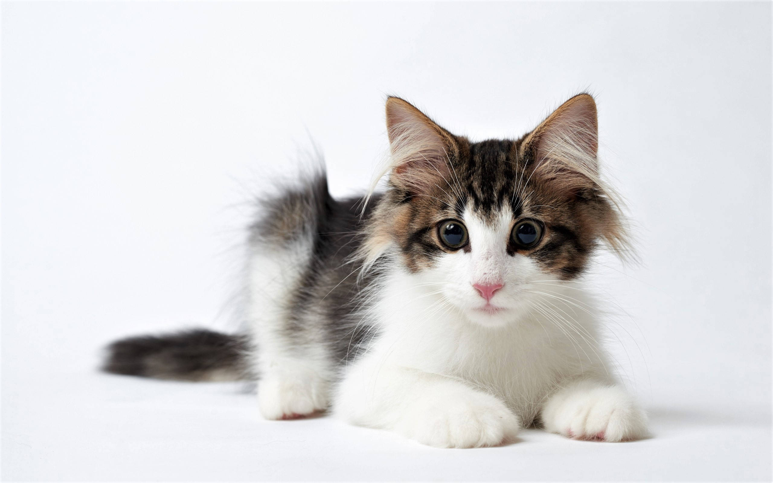 calico kitten, blue eyes, white background, 2K Desktop Wallpaper
