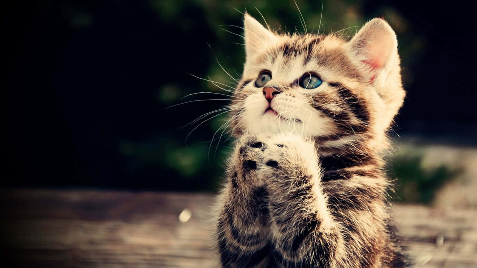 tabby kitten, blue eyes, paws clasped, HD Desktop Wallpaper