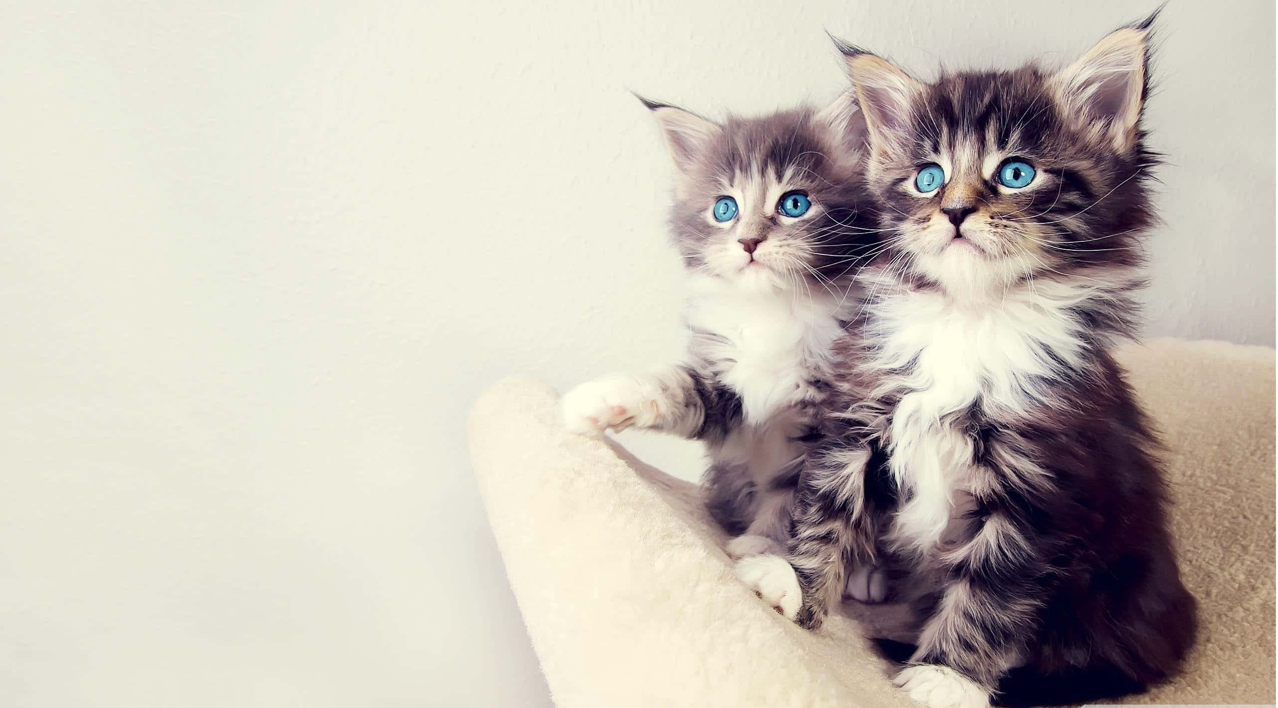 fluffy kittens, blue eyes, soft beige surface, 2K Desktop Wallpaper