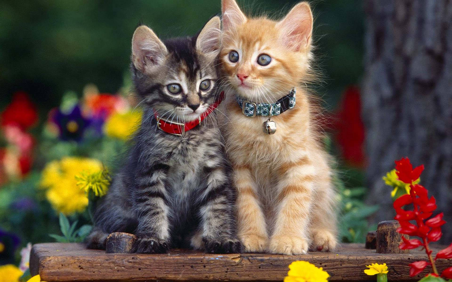 kittens, tabby, ginger, Full HD Desktop Wallpaper