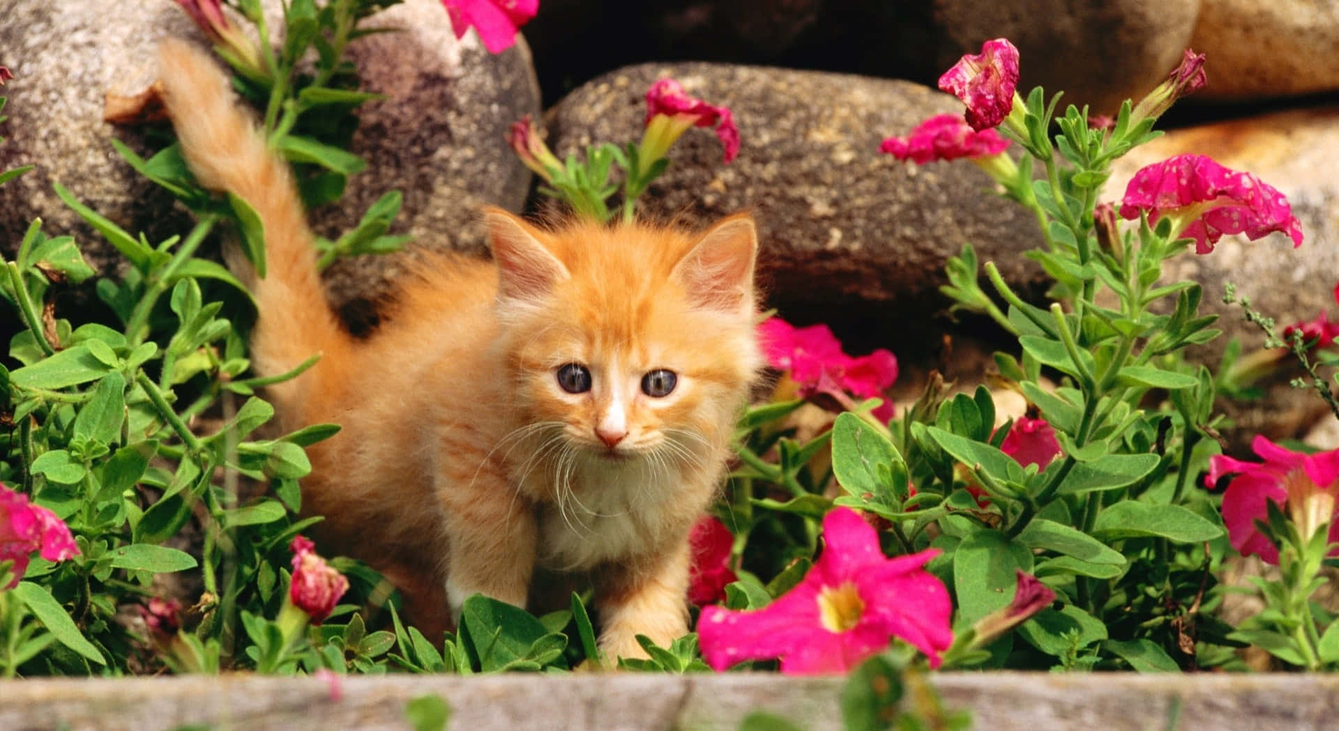 orange kitten, pink flowers, green foliage, Full HD Desktop Wallpaper