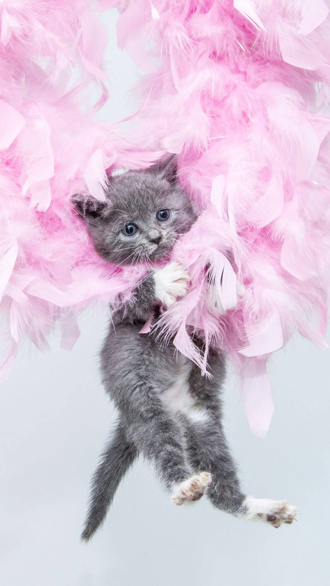 iPod Touch, gray kitten, blue eyes, Full HD Phone Wallpaper
