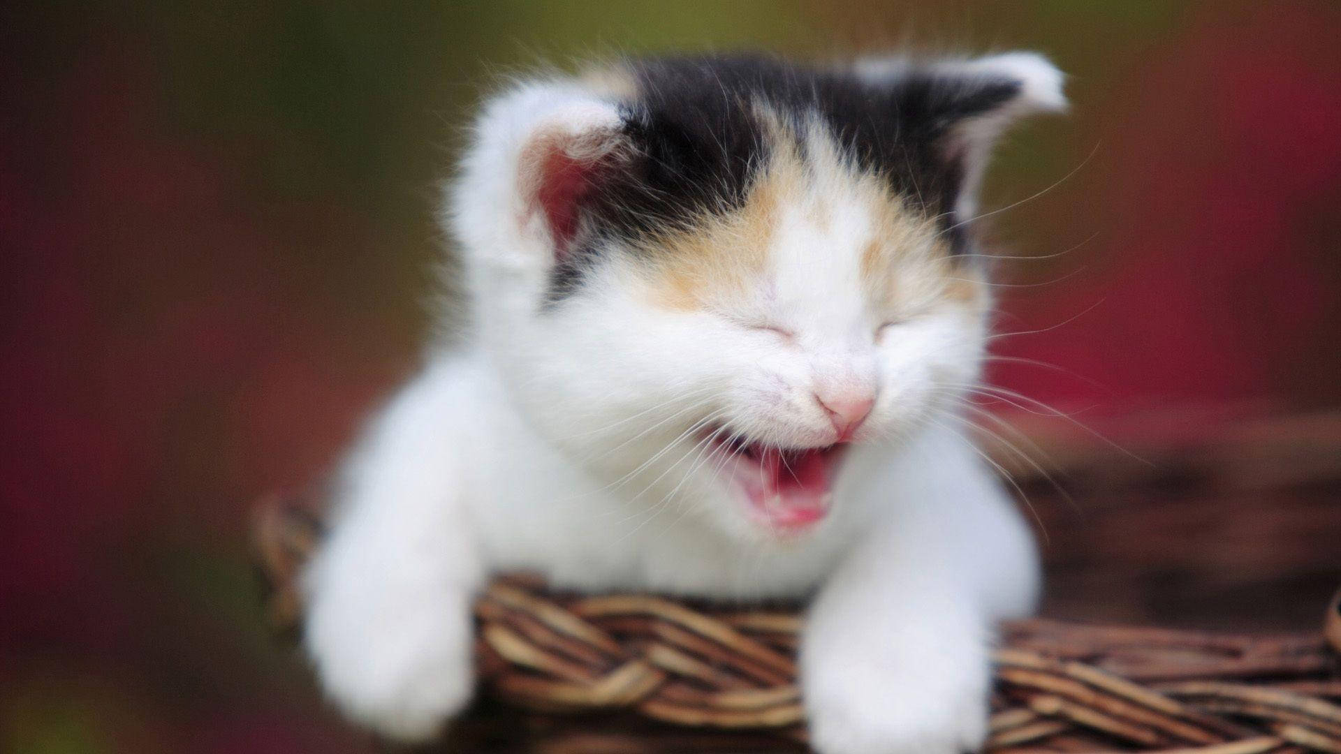 calico kitten, woven basket, soft blurred background, Full HD Desktop Wallpaper
