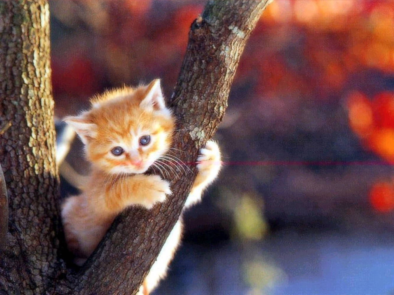 orange kitten, blue eyes, tree branch, HD Desktop Wallpaper
