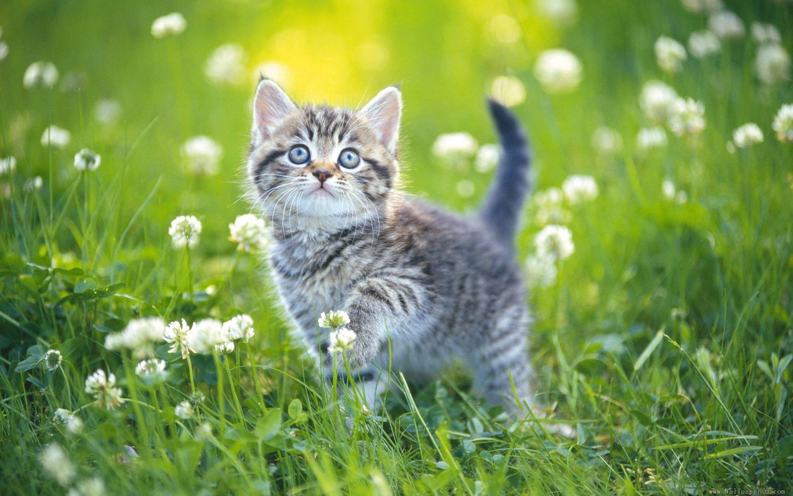 tabby kitten, bright blue eyes, sunlit field, 2K Desktop Wallpaper