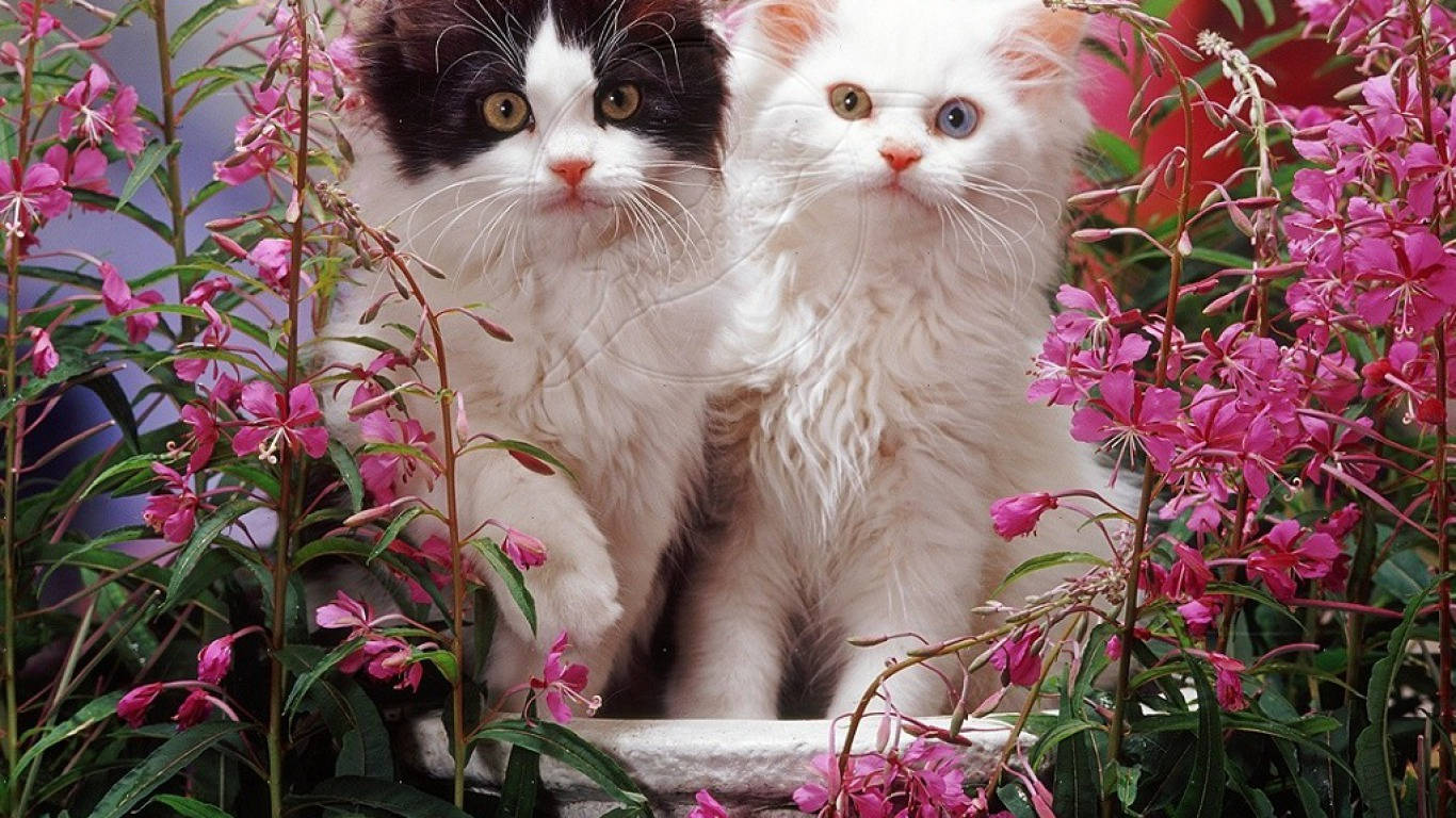 hairy kittens, flower garden, black and white kitten, HD Desktop Wallpaper
