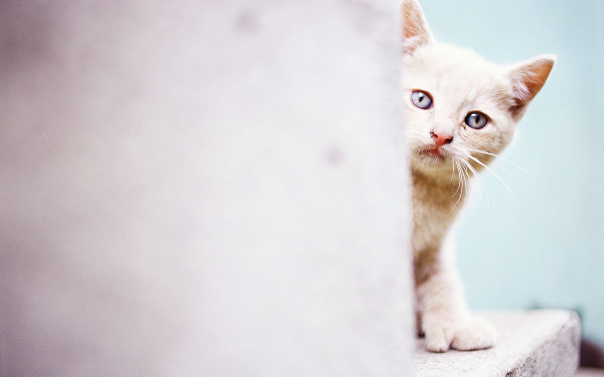 Cute Cat White, cream kitten, blue eyes, Full HD Desktop Wallpaper