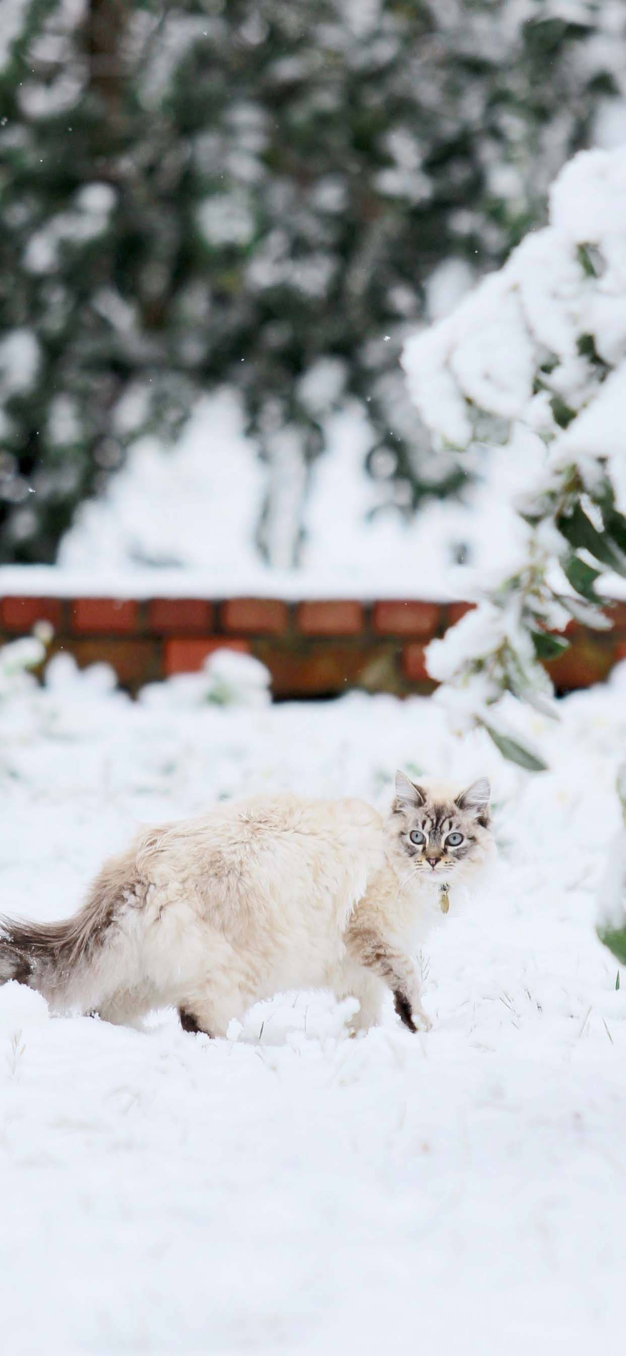 Winter Phone Fat White Cat, fluffy cream cat, blue eyes, 2K Phone Wallpaper