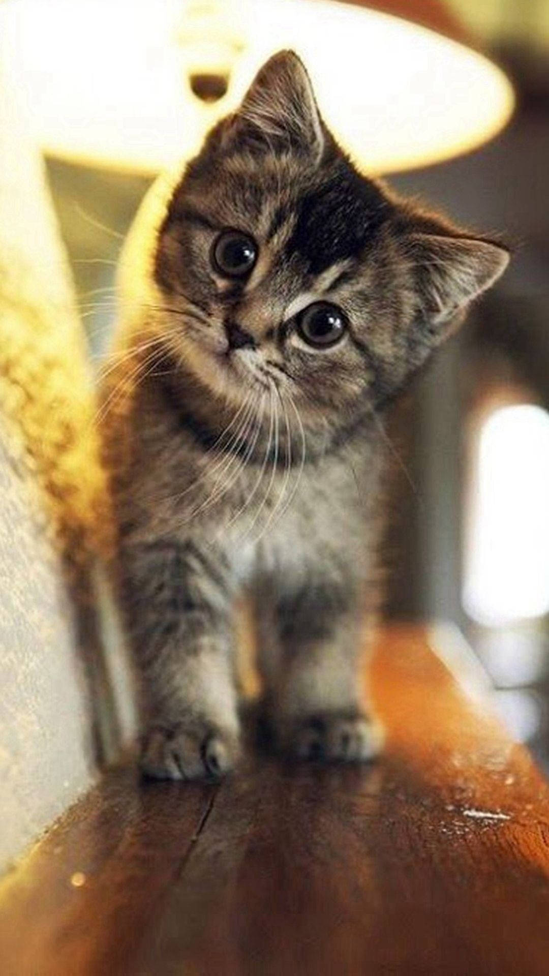 tabby cat, iPhone, warm wooden surface, Full HD Phone Wallpaper