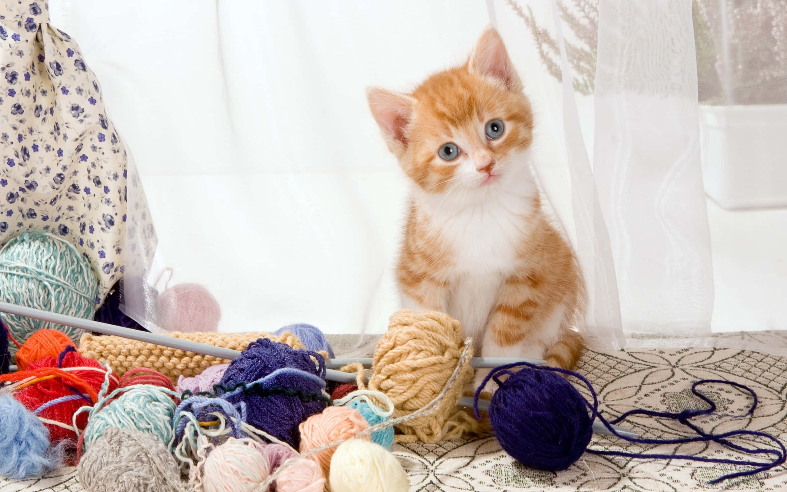 ginger cat, yarn balls, knitting needles, 2K Desktop Wallpaper
