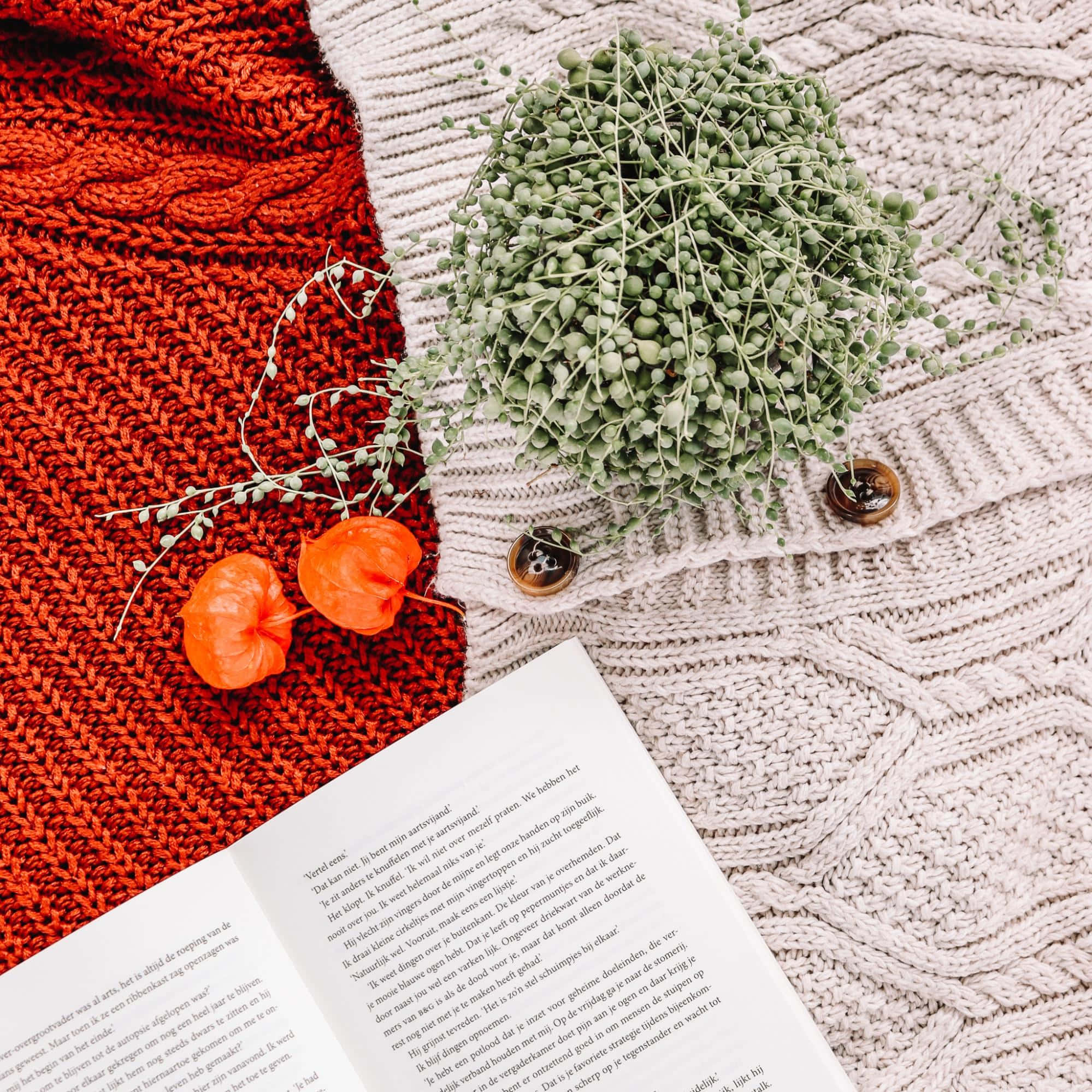red and cream knit sweater, green string-of-pearls plant, orange lantern flowers, Full HD Desktop Wallpaper