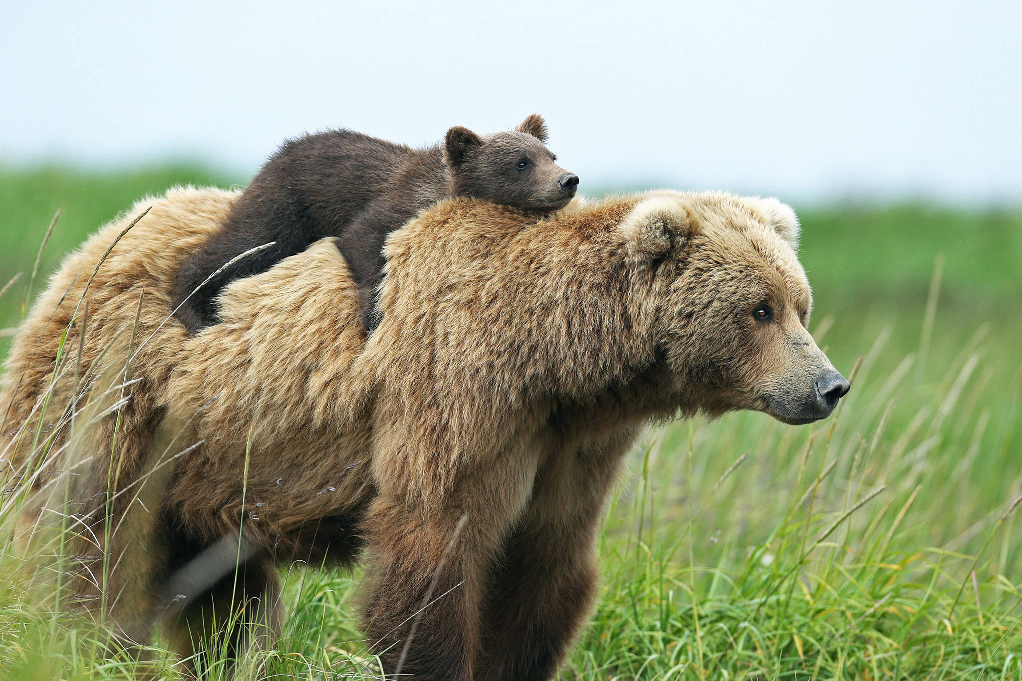 Kodiak Bear, mother brown bear, cub, Full HD Desktop Wallpaper
