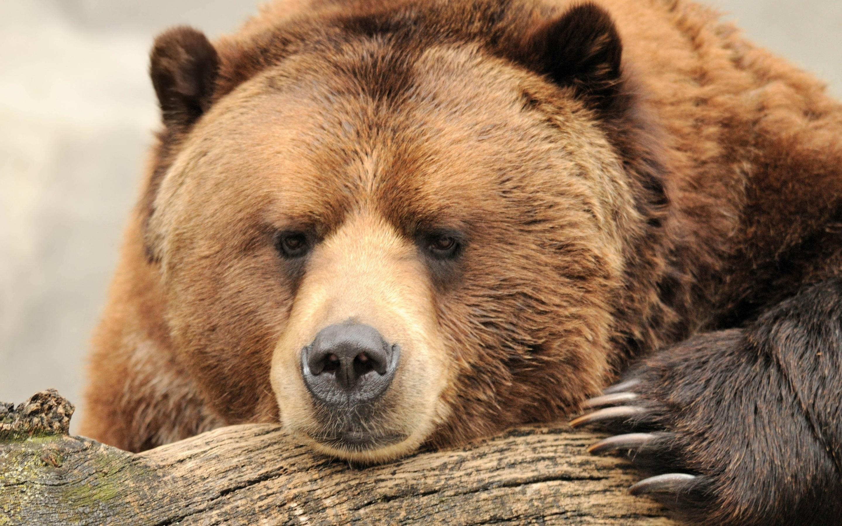 Kodiak Bear, tree branch, weathered log, 2K Desktop Wallpaper