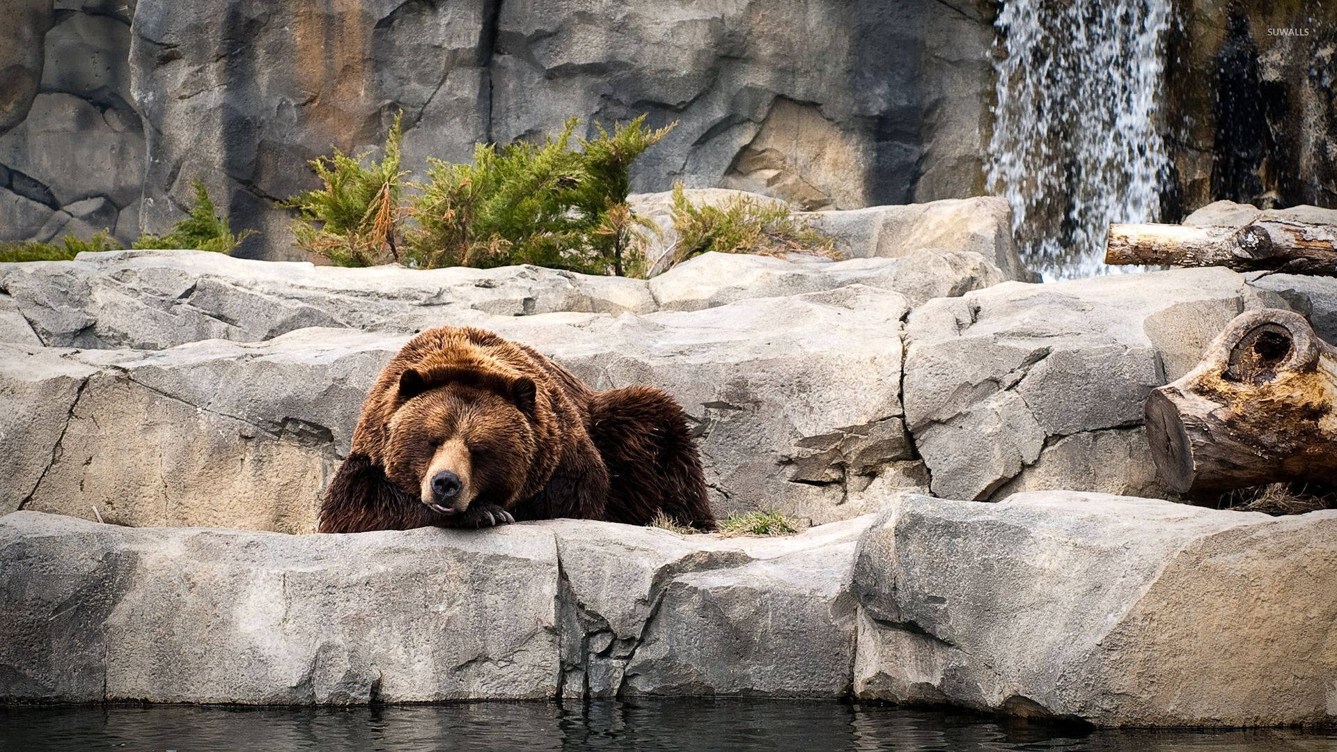 Kodiak Bear, animal park, rocky ledge, Full HD Desktop Wallpaper