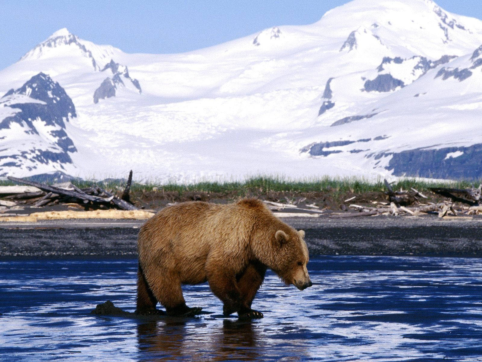 Kodiak Bear, blue water, snow-capped mountains, HD Desktop Wallpaper