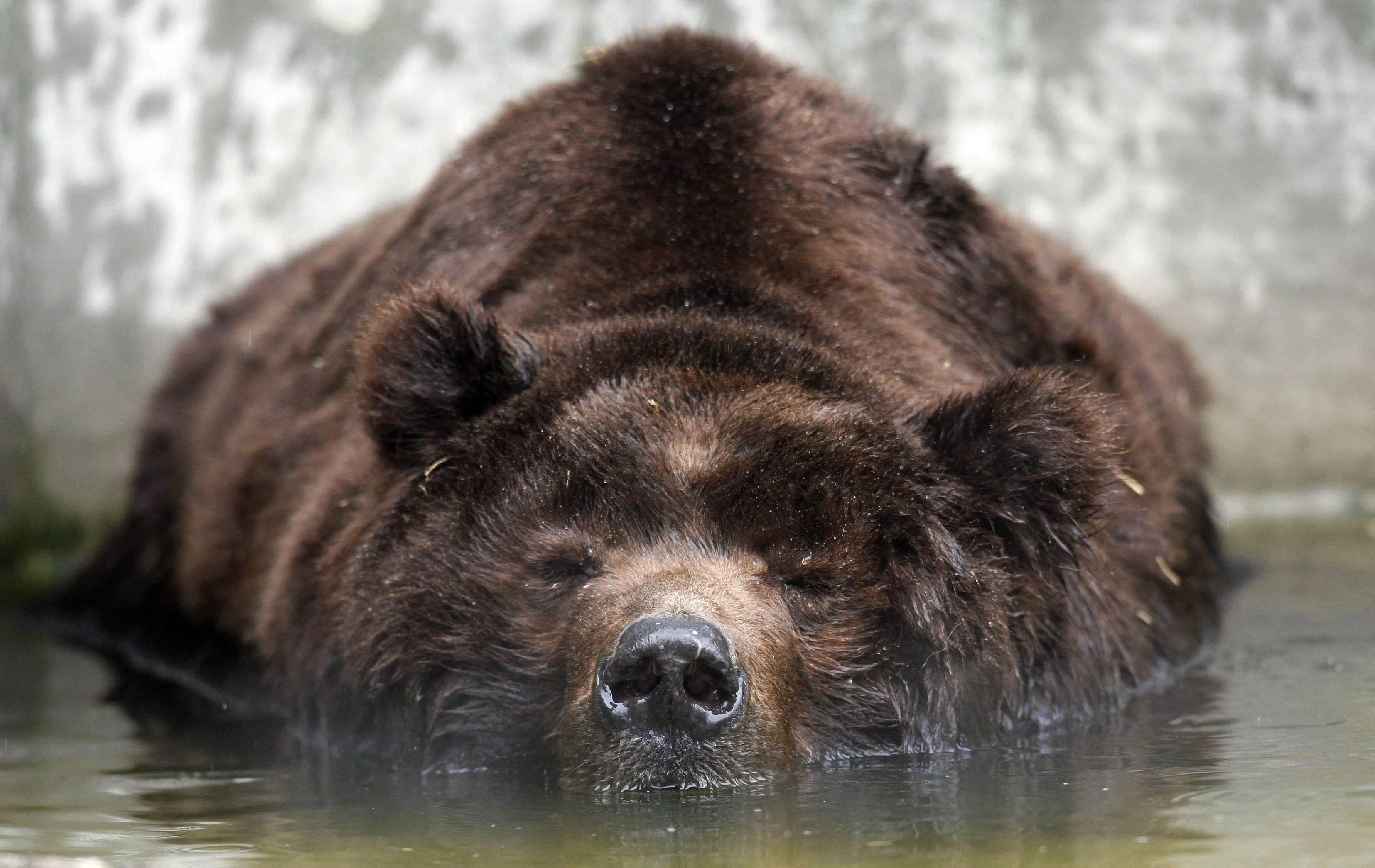 Kodiak Bear, brown bear, calm water, 2K Desktop Wallpaper