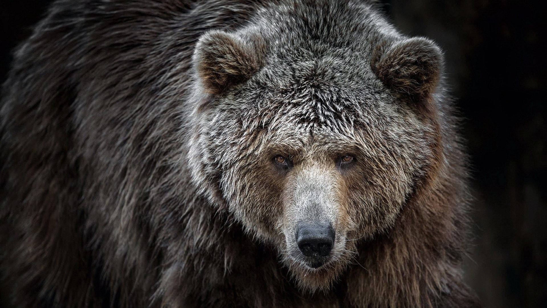 Kodiak Bear, intense eyes, thick fur, Full HD Desktop Wallpaper