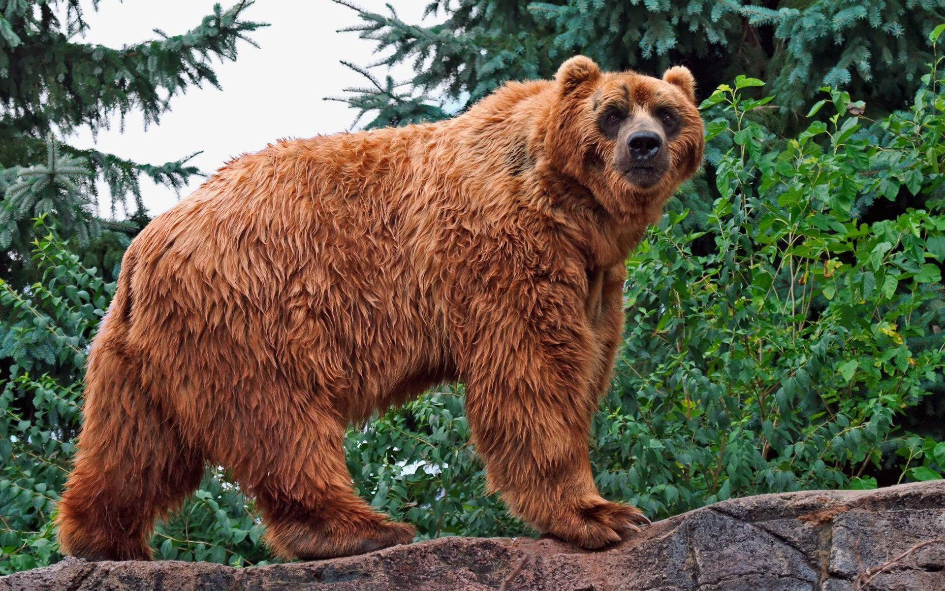 Kodiak Bear, mossy rock, dense green foliage, Full HD Desktop Wallpaper