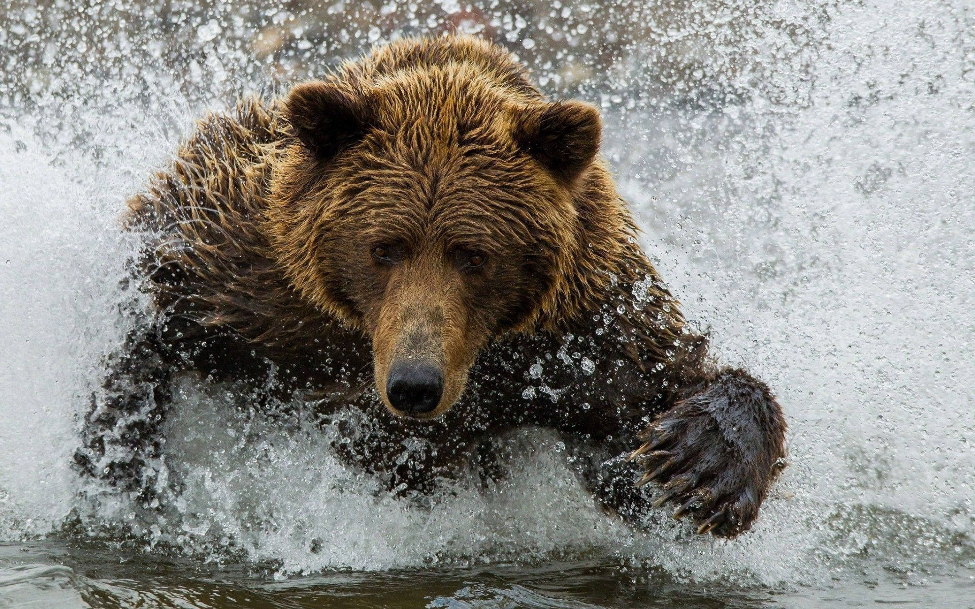 Kodiak Bear, rushing water, wet fur, Full HD Desktop Wallpaper