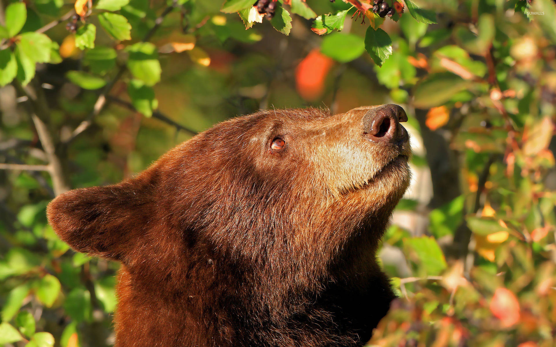 Kodiak Bear, brown bear, ripe berries, Full HD Desktop Wallpaper