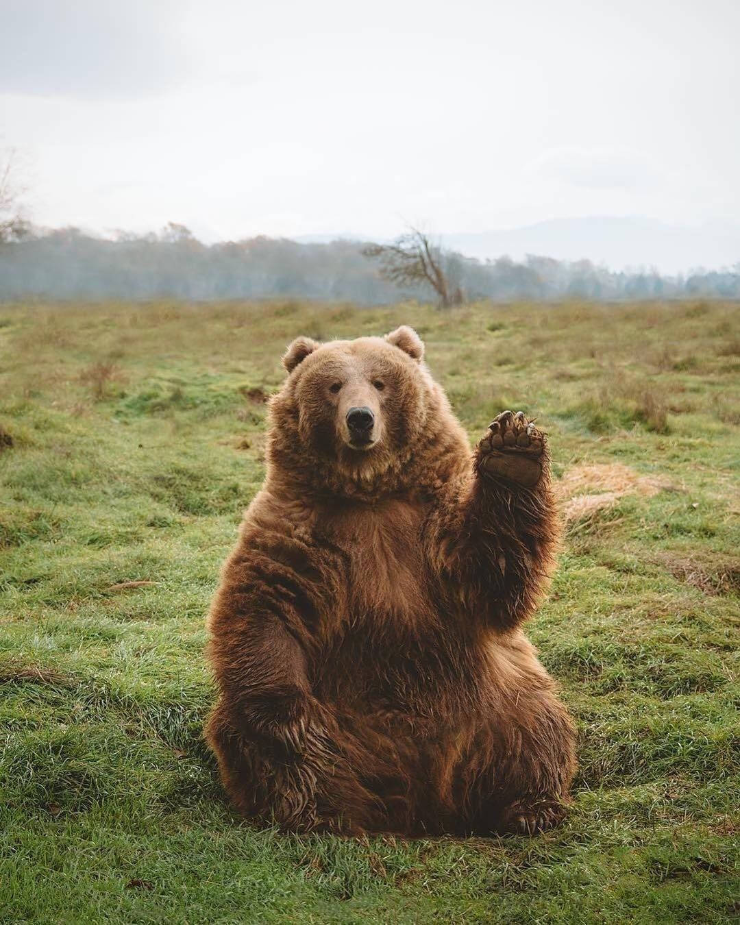 Kodiak Bear, raising hand, grassy field, HD Phone Wallpaper