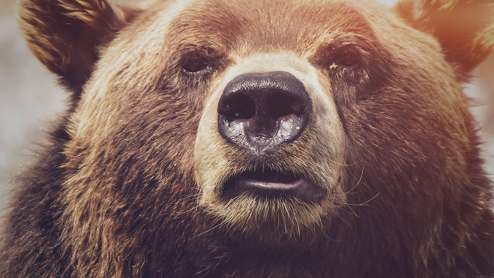 Kodiak Bear, brown bear, intense eyes, Full HD Desktop Wallpaper