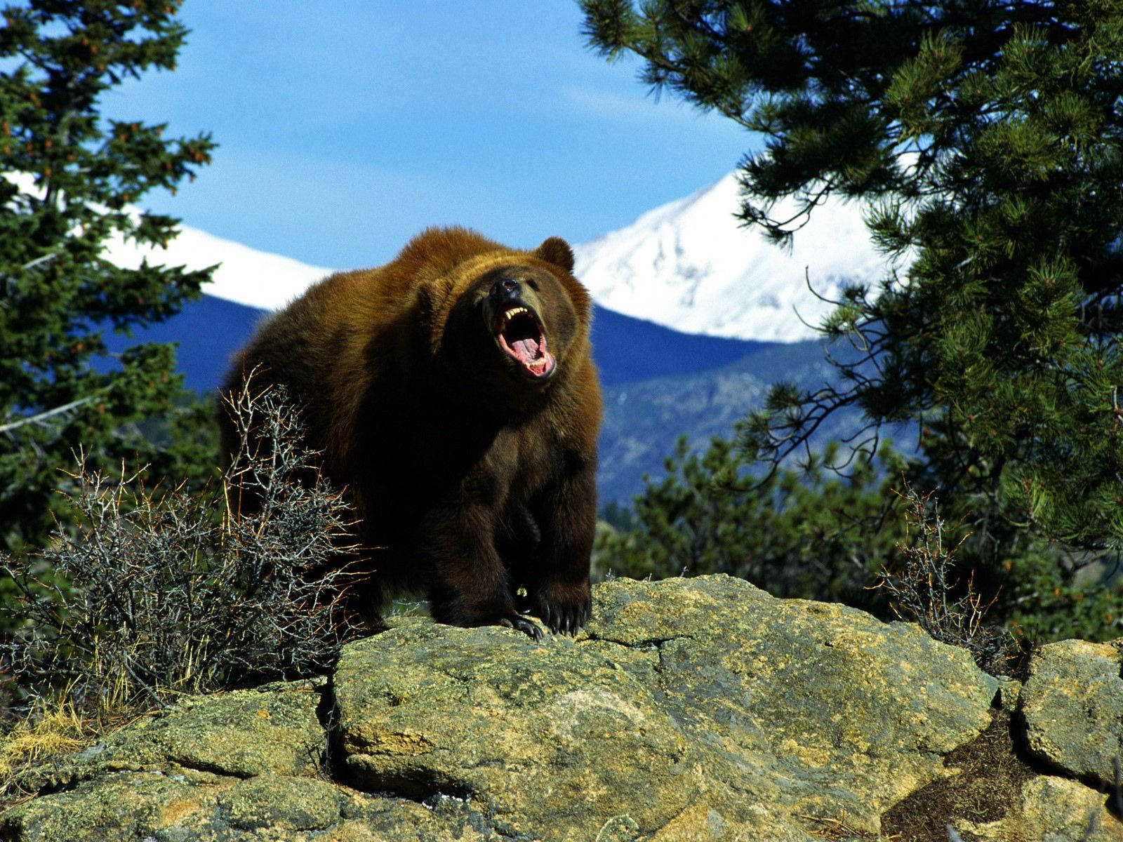 Kodiak Bear, sunlit rock, snow-capped mountains, HD Desktop Wallpaper