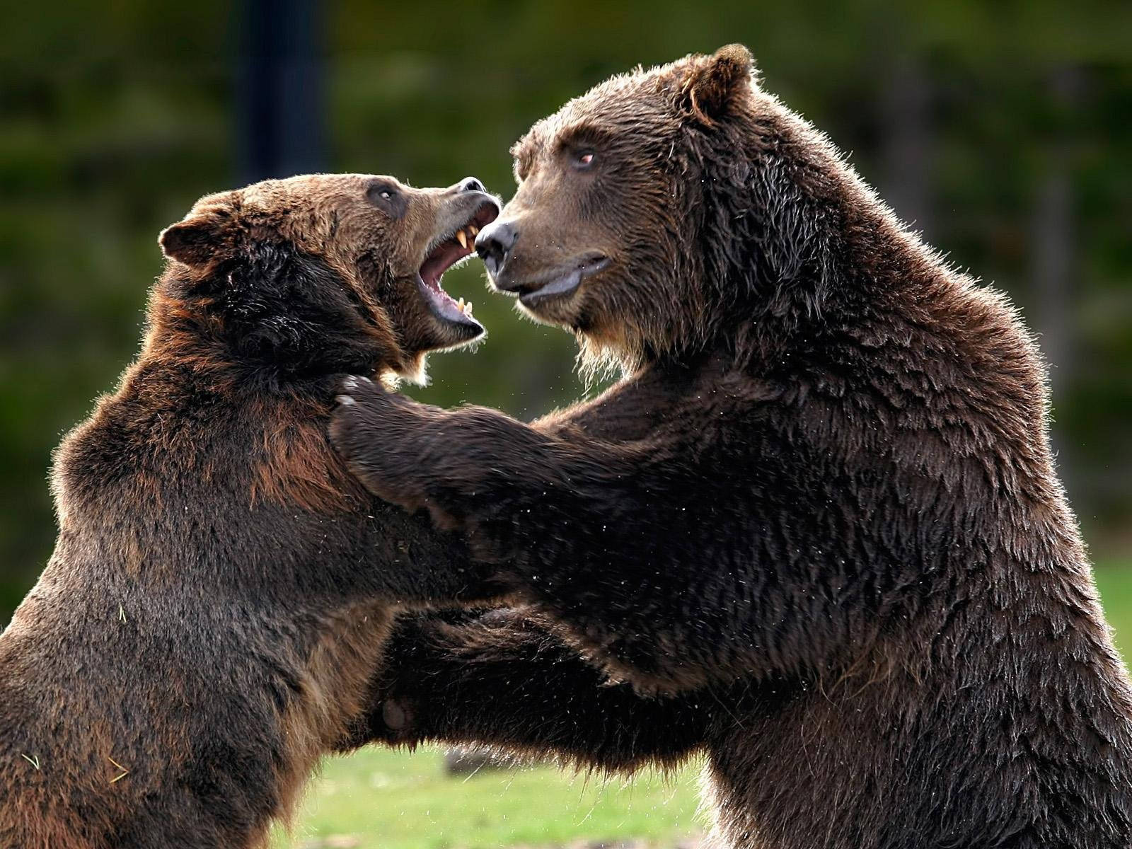 Kodiak Bear, forest clearing, grappling, HD Desktop Wallpaper