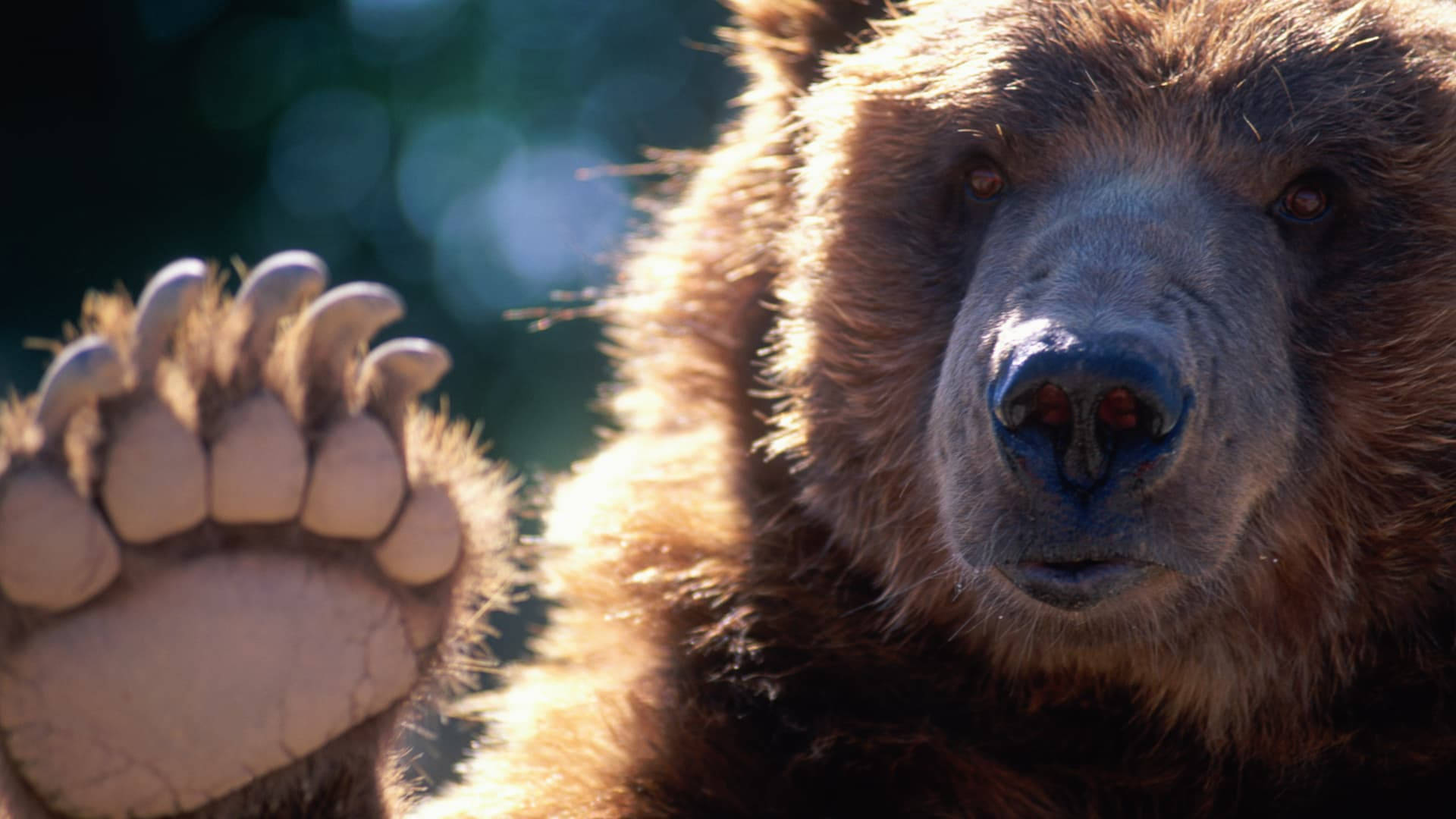 Kodiak Bear, claws, brown bear, Full HD Desktop Wallpaper