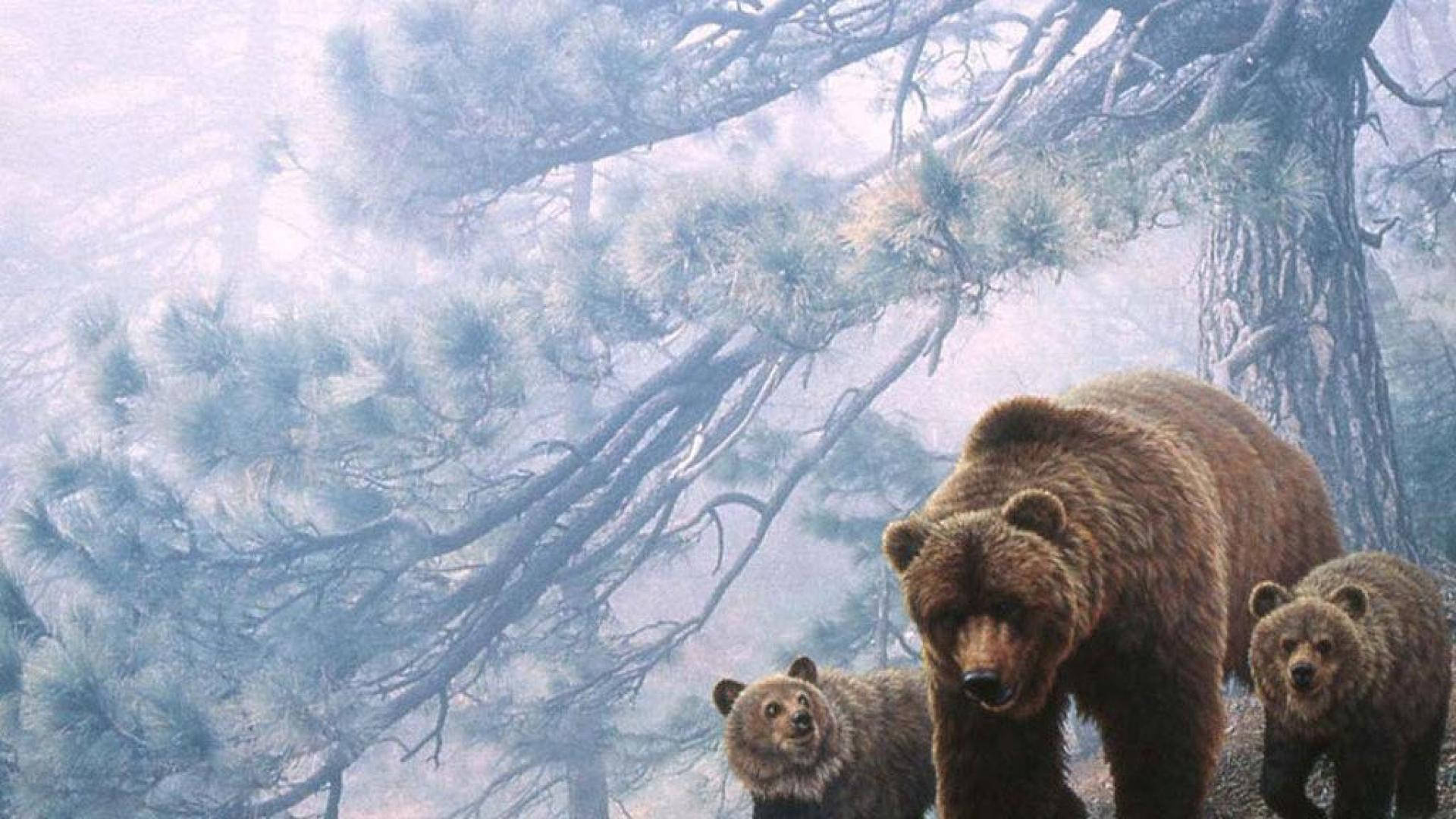 Kodiak Bear, mother bear, two cubs, Full HD Desktop Wallpaper