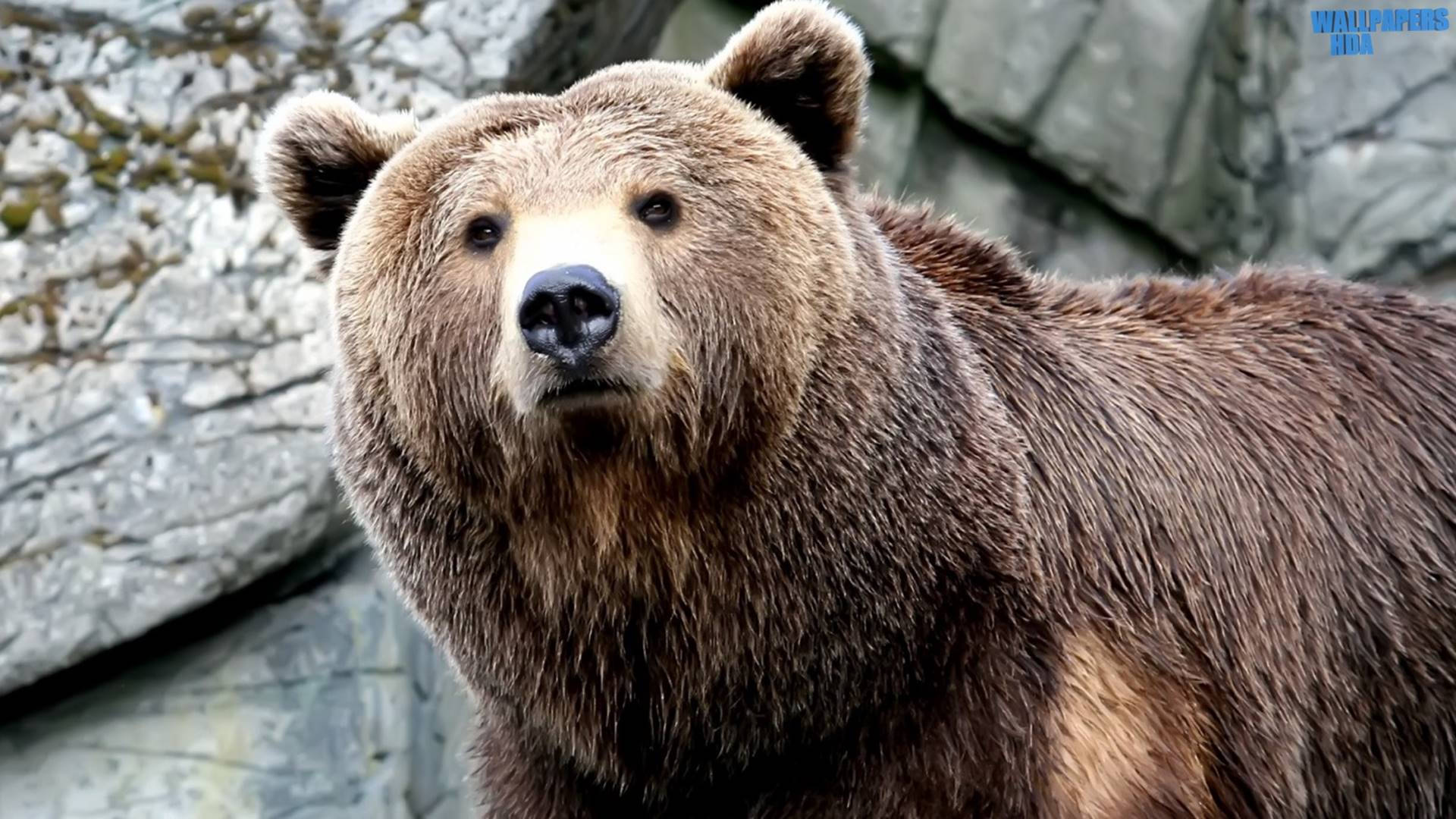 Kodiak Bear, brown bear, thick fur, Full HD Desktop Wallpaper
