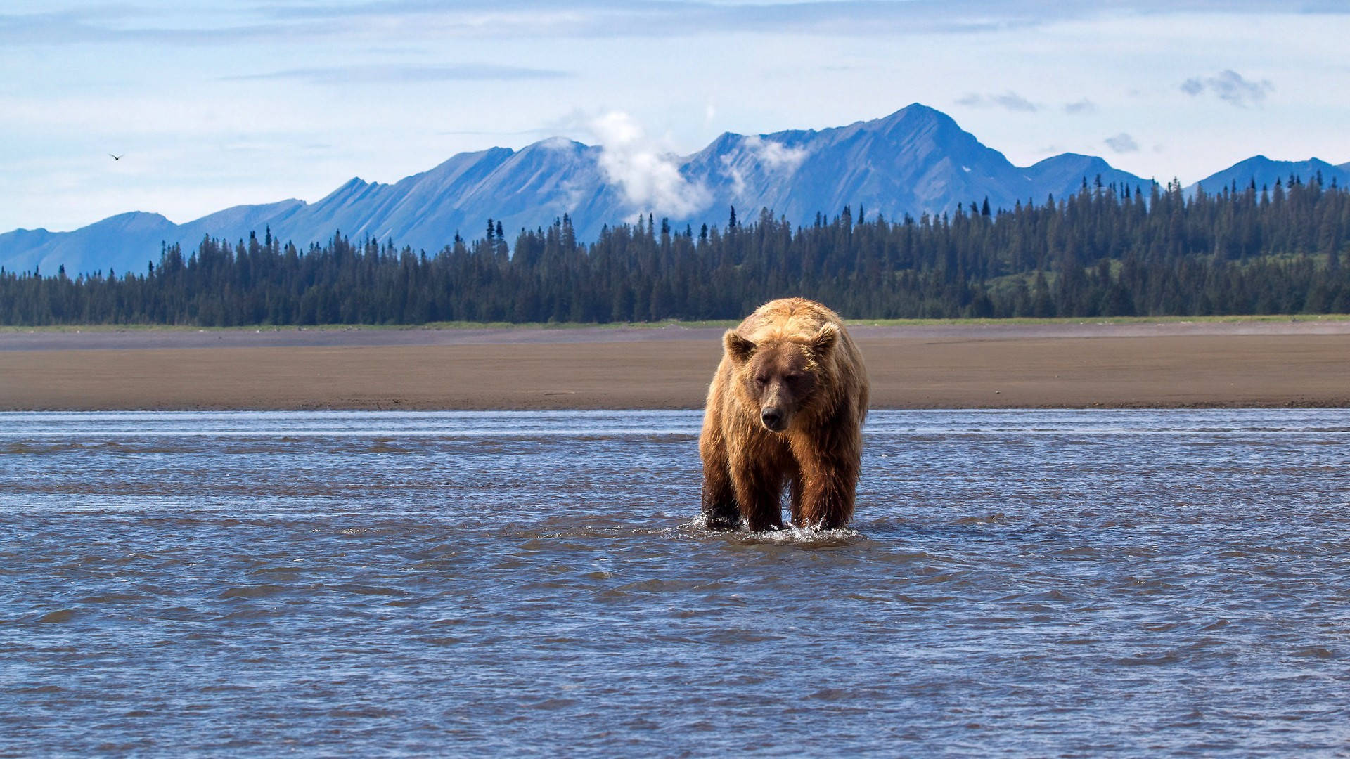 Kodiak Bear, blue sea, mountains, Full HD Desktop Wallpaper