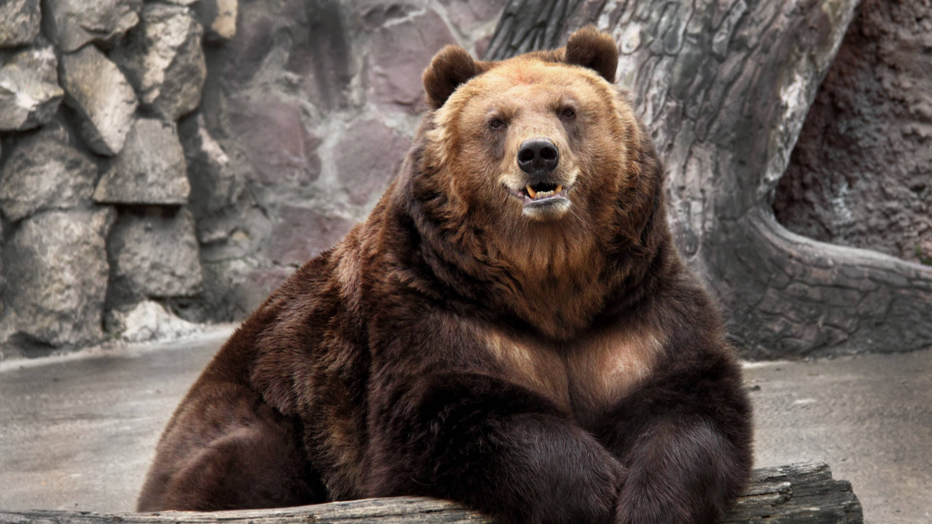 Kodiak Bear, zoo, log, Full HD Desktop Wallpaper