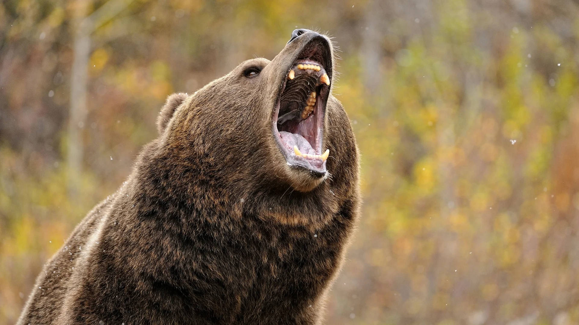 Kodiak Bear, growling, brown bear, Full HD Desktop Wallpaper
