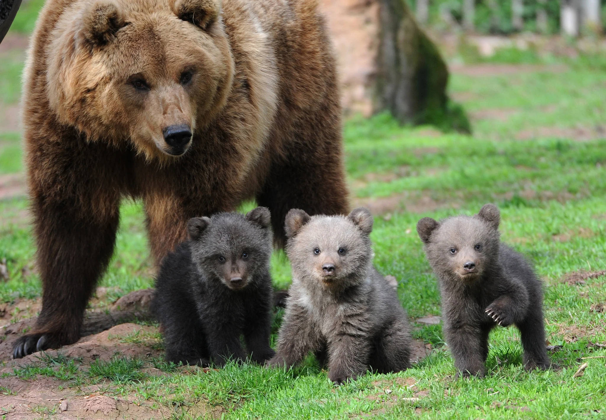 Kodiak Bear, siblings, brown bear, Full HD Desktop Wallpaper