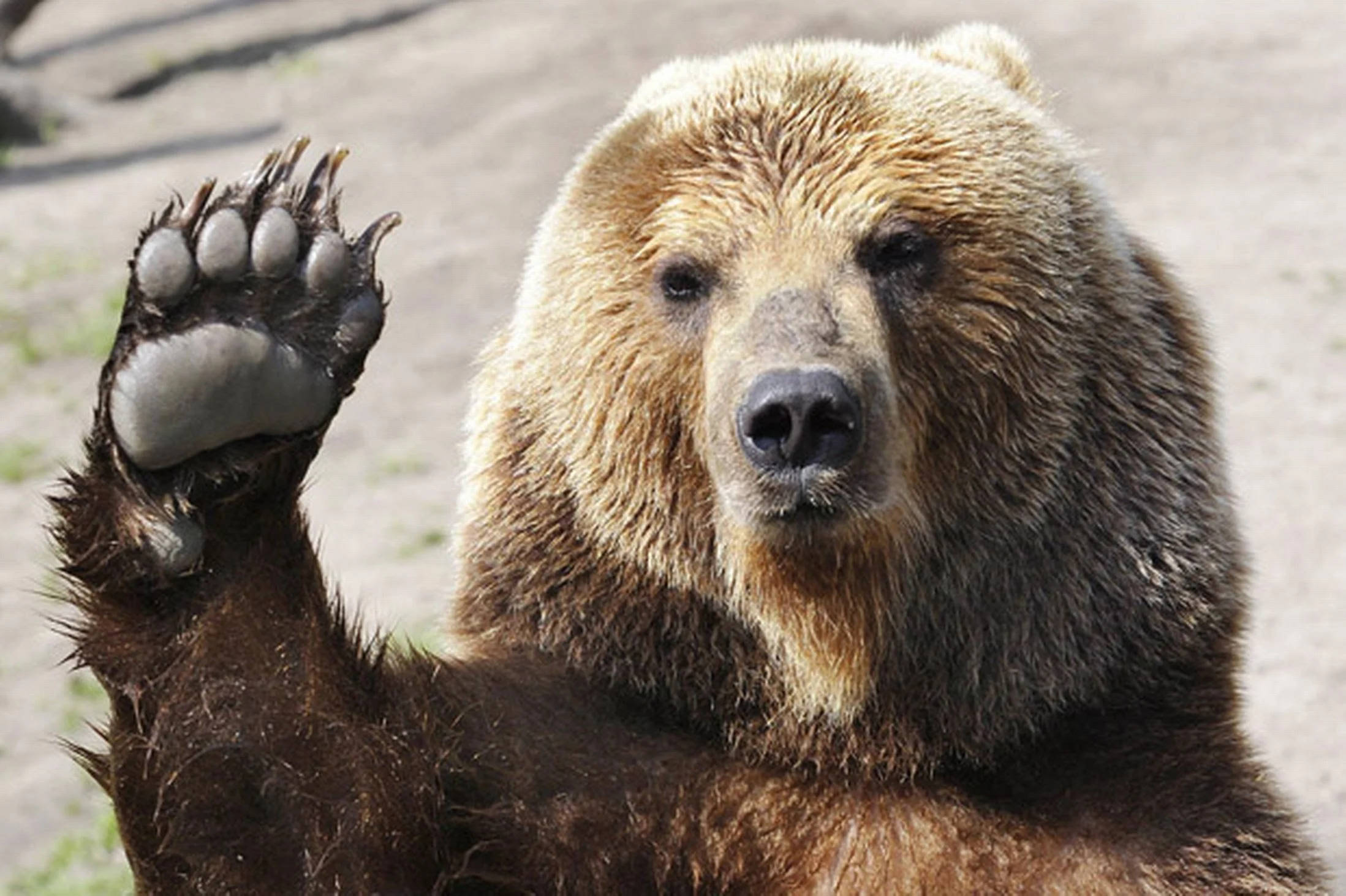 Kodiak Bear, brown bear, paw, Full HD Desktop Wallpaper