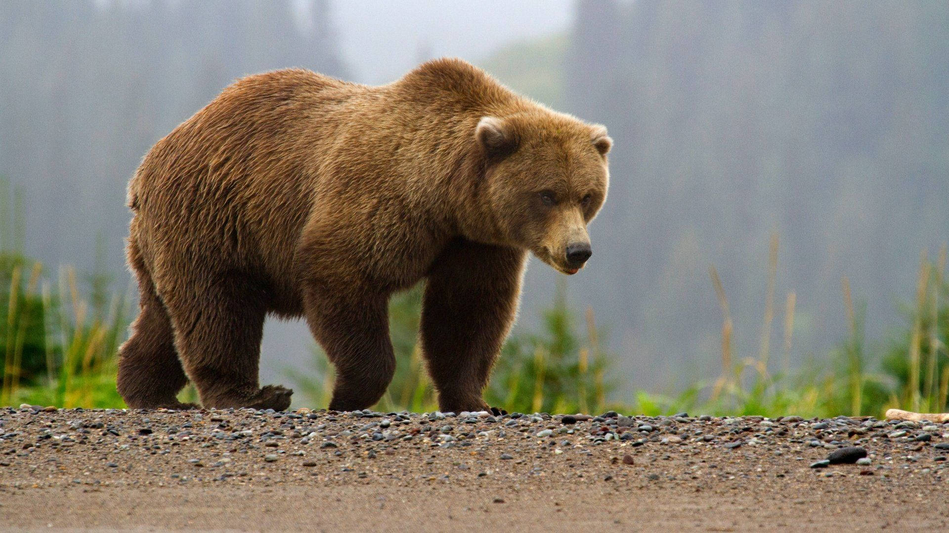 Kodiak Bear, gravel path, misty forest, Full HD Desktop Wallpaper