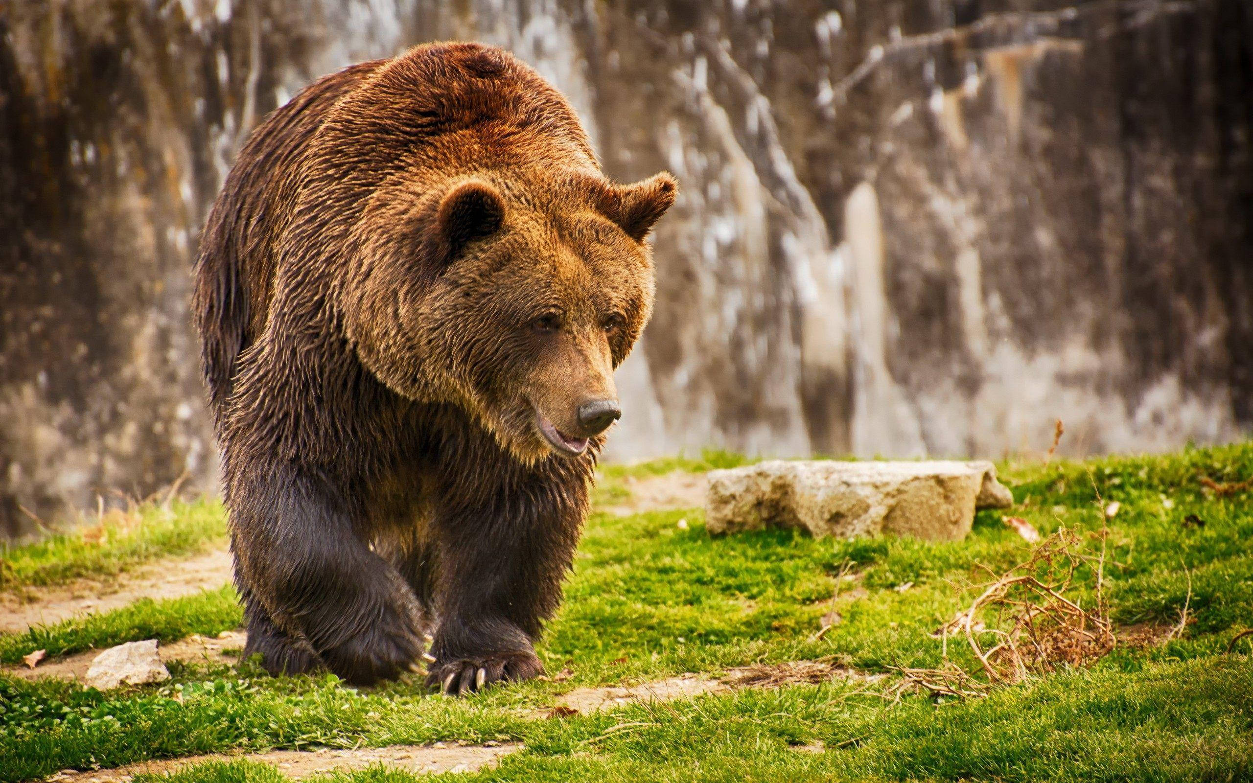 Kodiak Bear, vibrant green grass, cascading waterfall, 2K Desktop Wallpaper