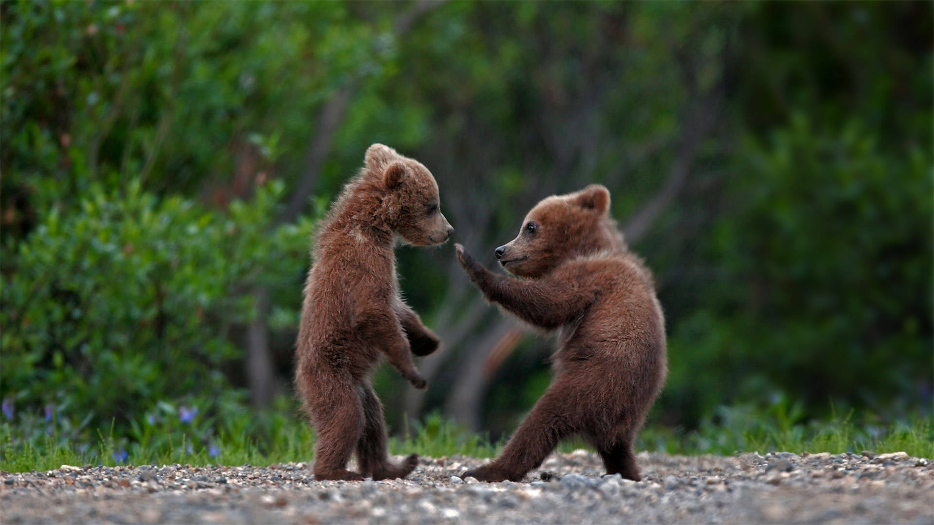 baby kodiak bears, brown bear cubs, gravel path, Full HD Desktop Wallpaper