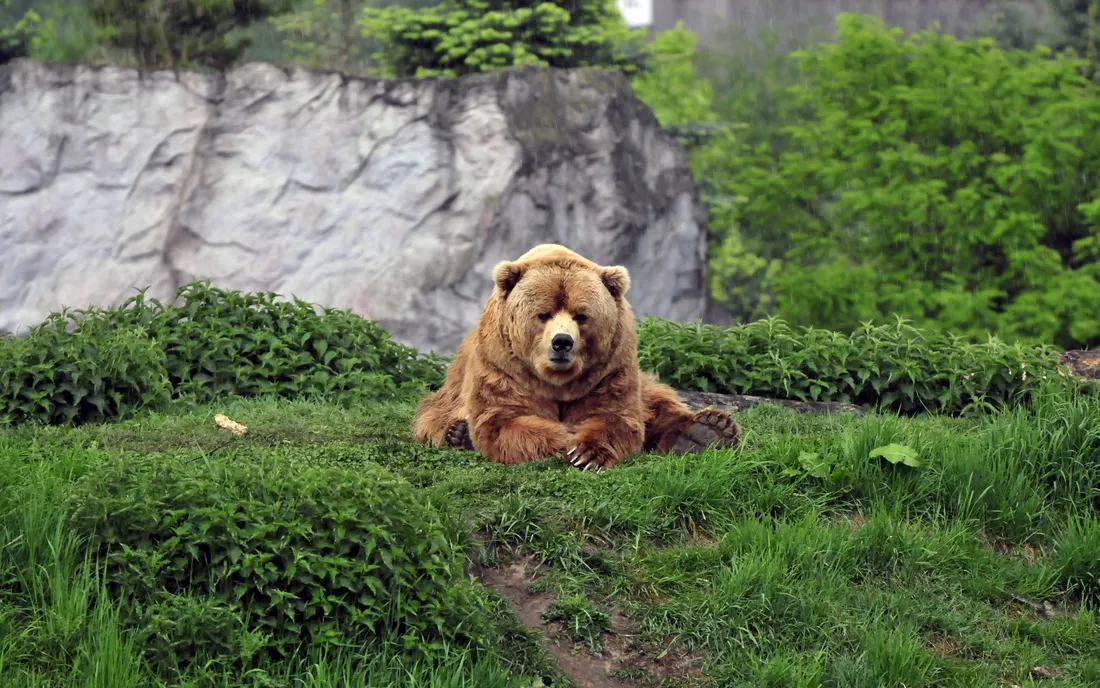 Kodiak