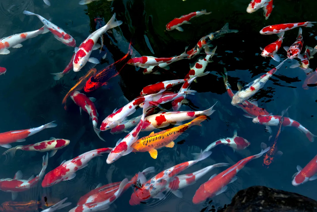 Koi Fish Aesthetic