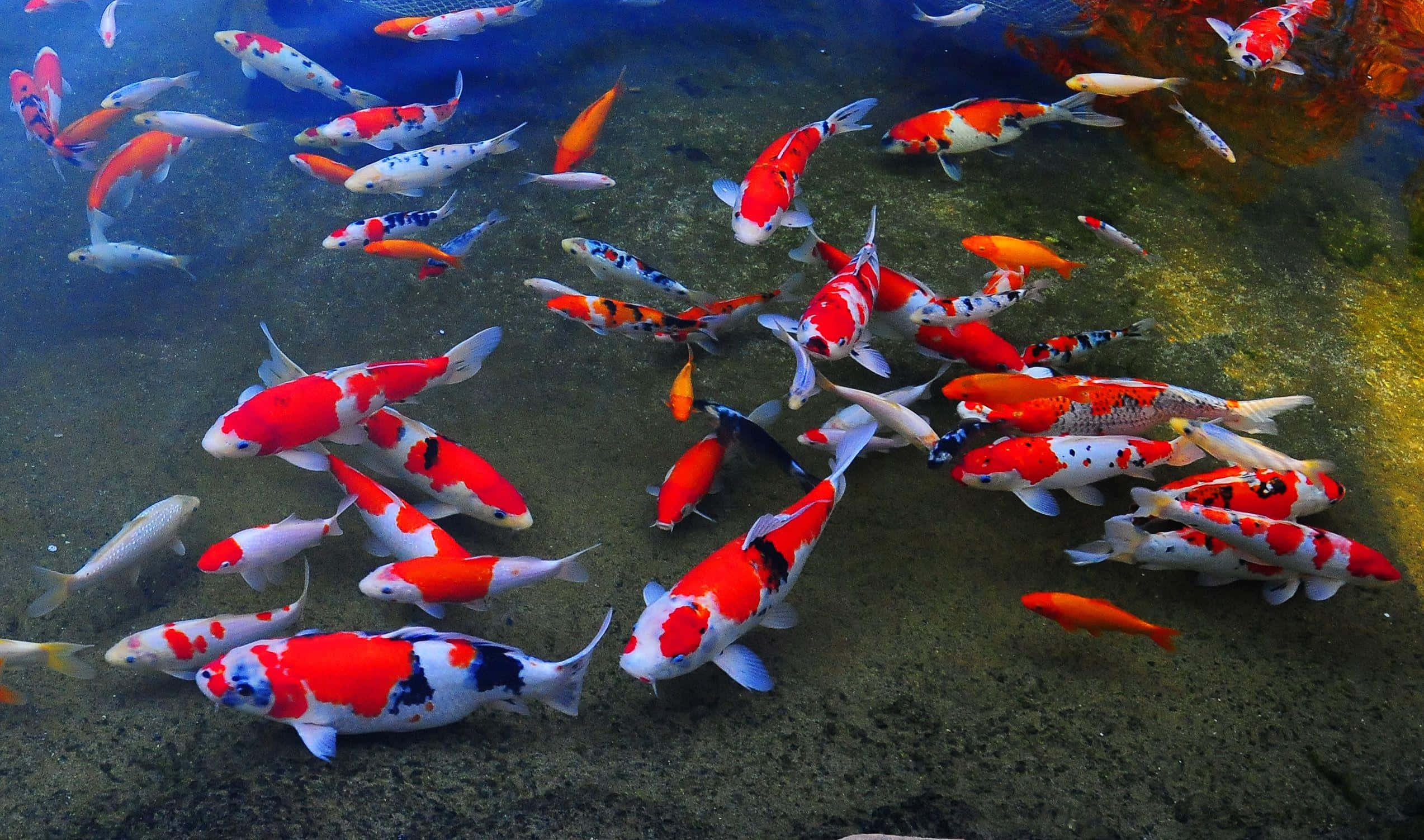 live koi fish, clear water, sandy bottom, Full HD Desktop Wallpaper