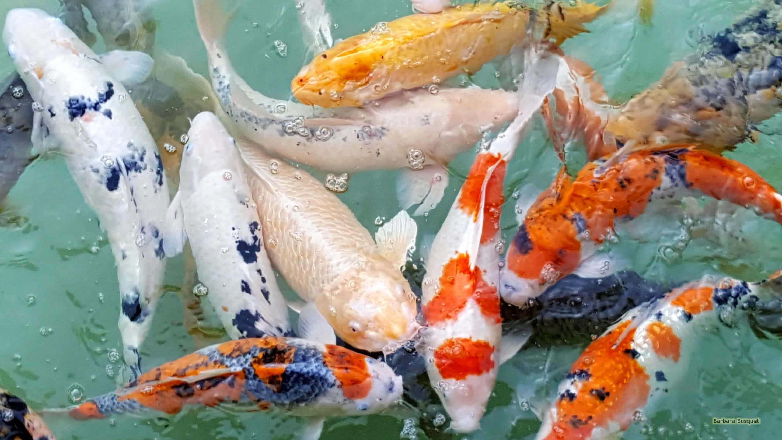 koi fish, orange white and black patterns, clear green water, 2K Desktop Wallpaper