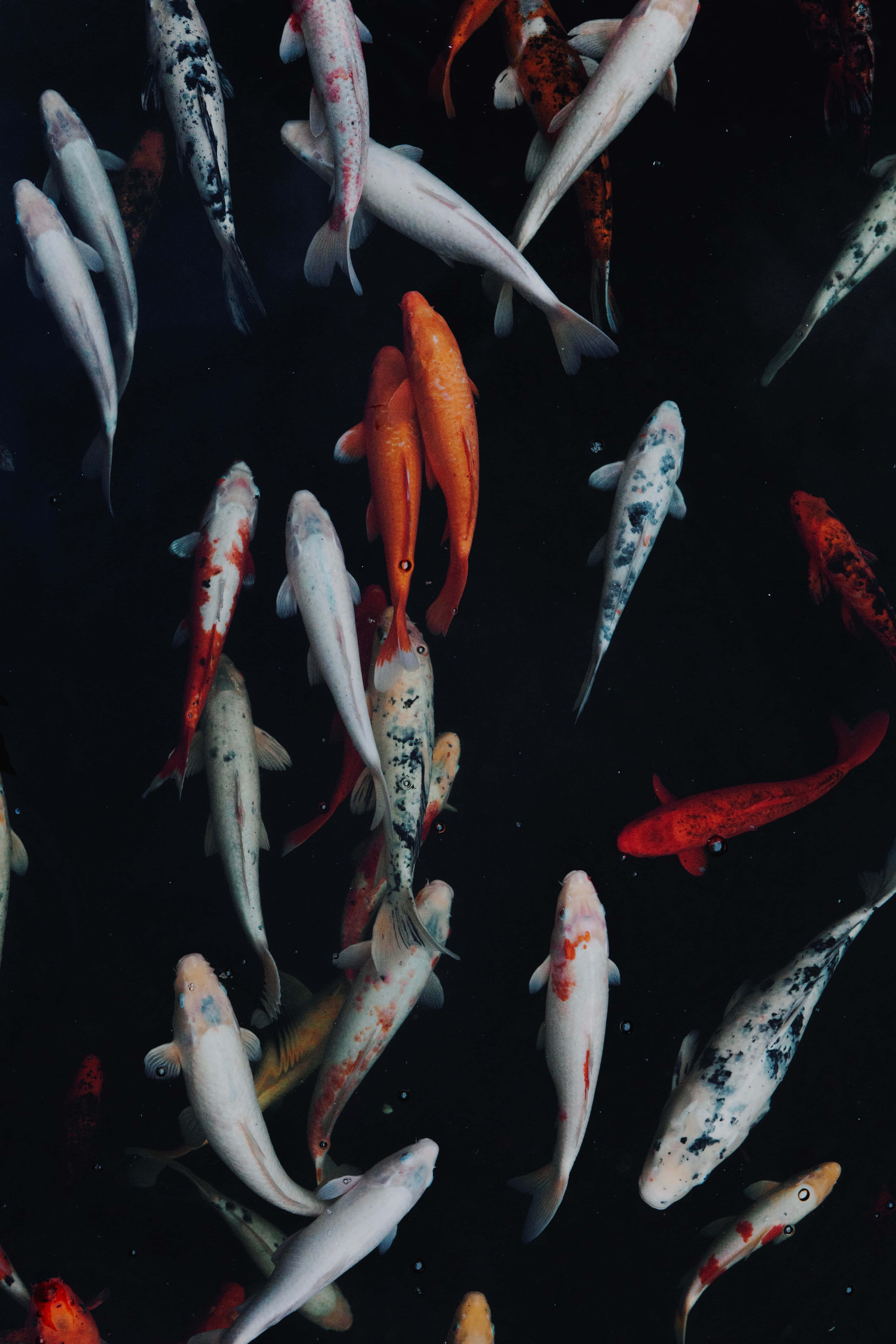 live koi fish, vibrant koi fish, colorful live koi fish, 5K Phone Wallpaper