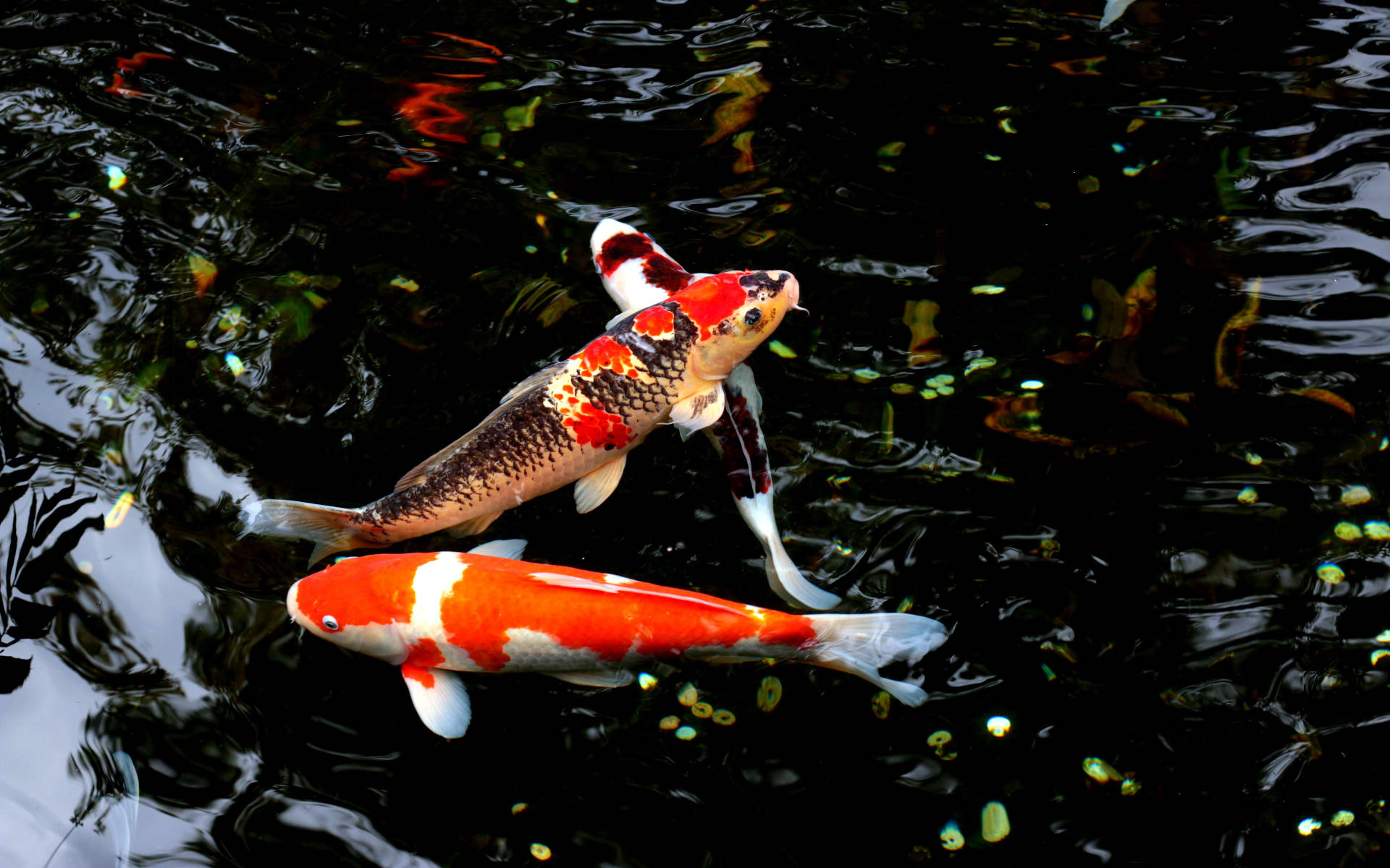 koi fish, dark water, floating green leaves, Full HD Desktop Wallpaper