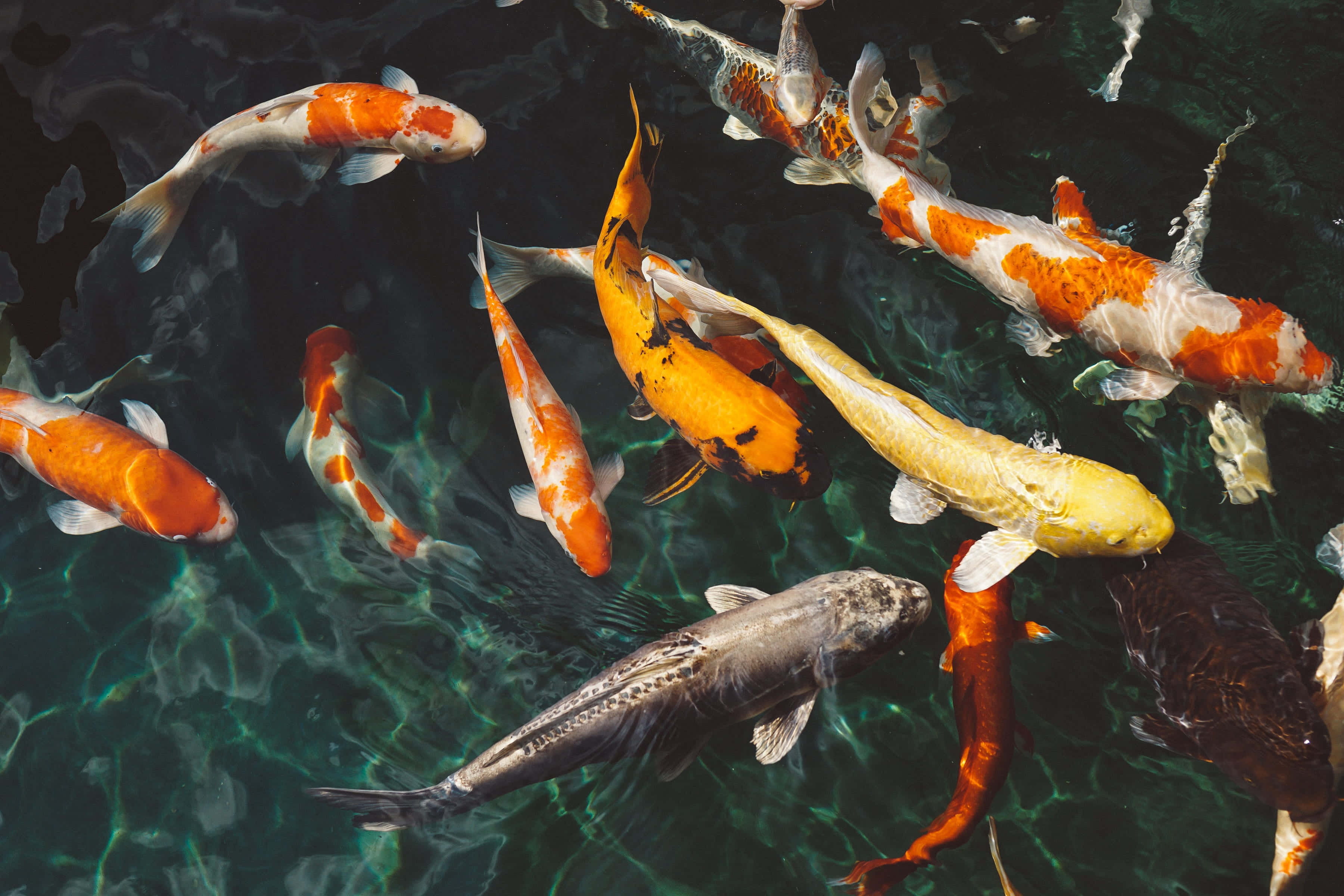 vibrant koi fish, orange white and black patterns, clear greenish water, 2K Desktop Wallpaper
