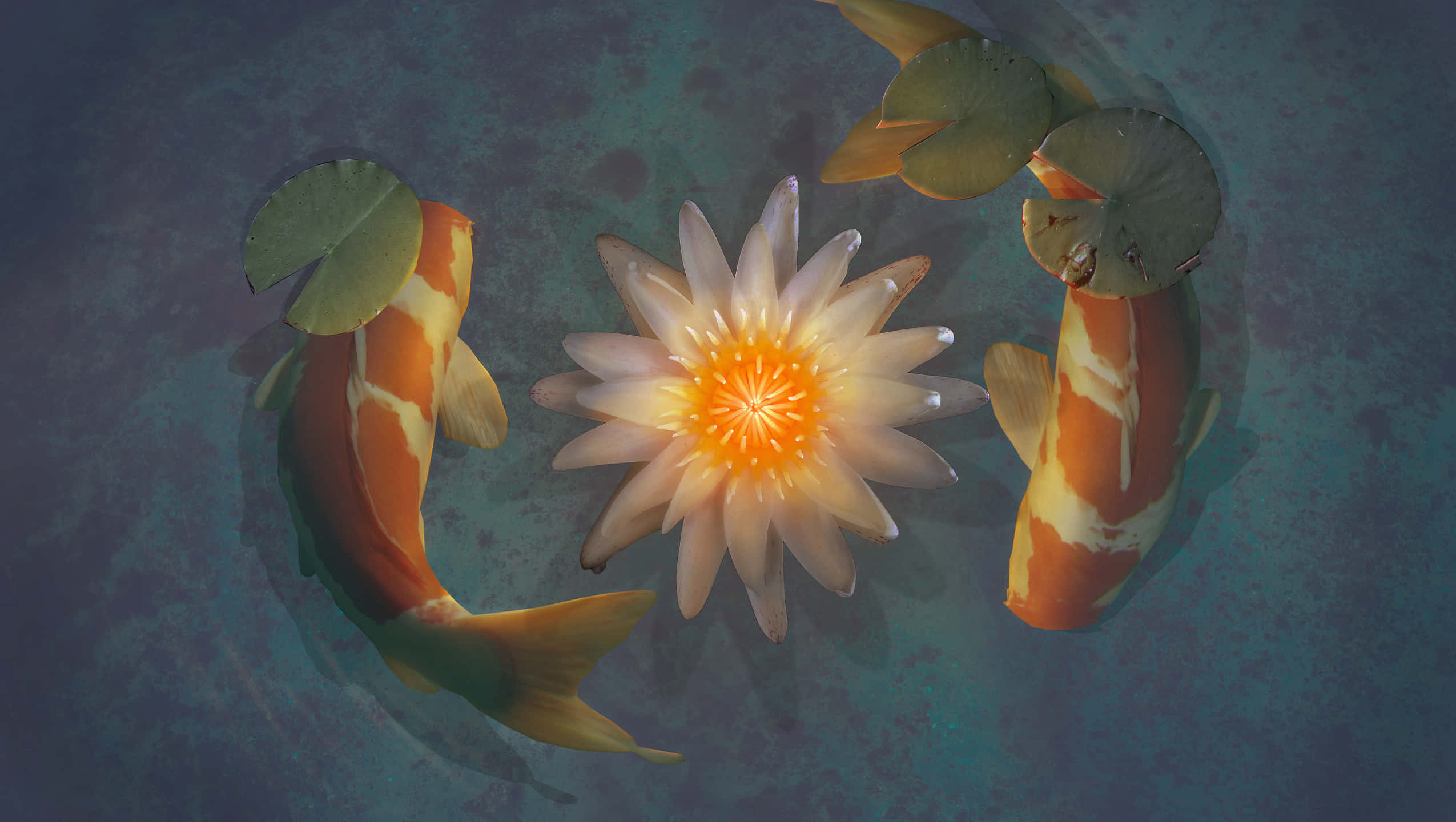 koi fish, lotus pond, glowing white water lily, Full HD Desktop Wallpaper