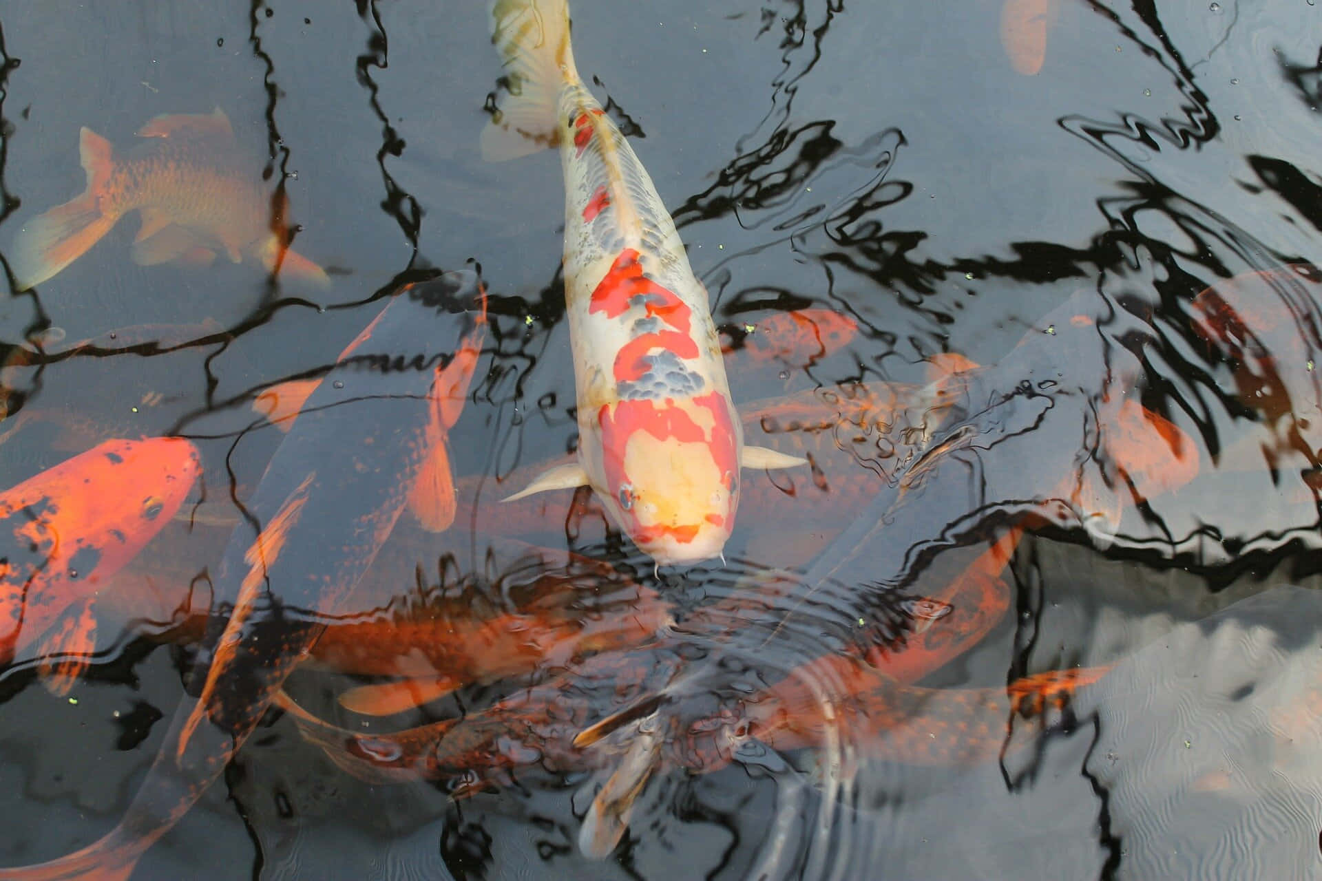 koi fish, pond water, orange white and black patterns, Full HD Desktop Wallpaper