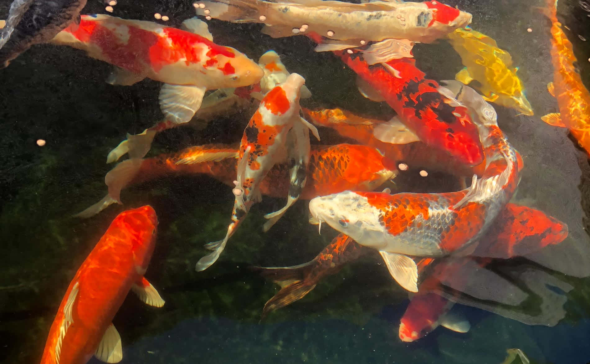 vibrant koi fish, red orange white and black patterns, sunlit pond, HD Desktop Wallpaper
