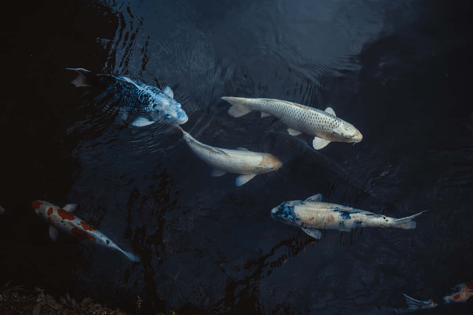 koi fish, white orange and blue patterns, dark rippling pond, HD Desktop Wallpaper